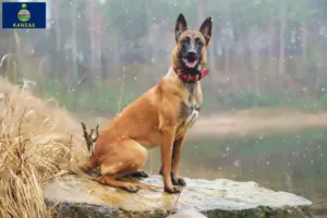 Read more about the article Belgian Shepherd breeders and puppies in Kansas