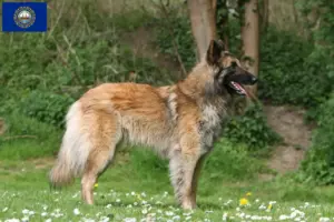 Read more about the article Belgian Shepherd Dog Breeder and Puppies in New Hampshire