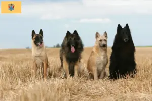 Read more about the article Belgian Shepherd Dog Breeder and Puppies in New Jersey