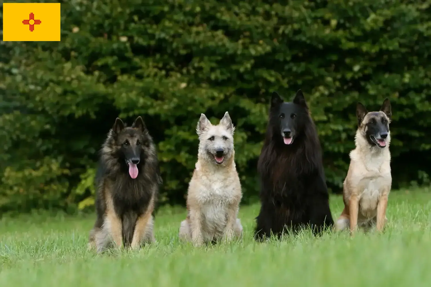 Belgian Shepherd Puppies and Breeder New Mexico Find Belgian Shepherd Dog breeders in New Mexico.