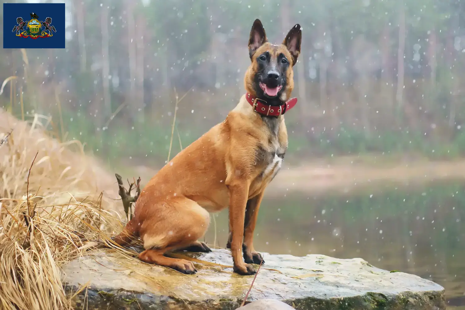 Belgian Shepherd Puppies and Breeder Pennsylvania Find Belgian Shepherd Dog breeders in Pennsylvania.