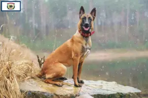 Read more about the article Belgian Shepherd Dog Breeder and Puppies in West Virginia