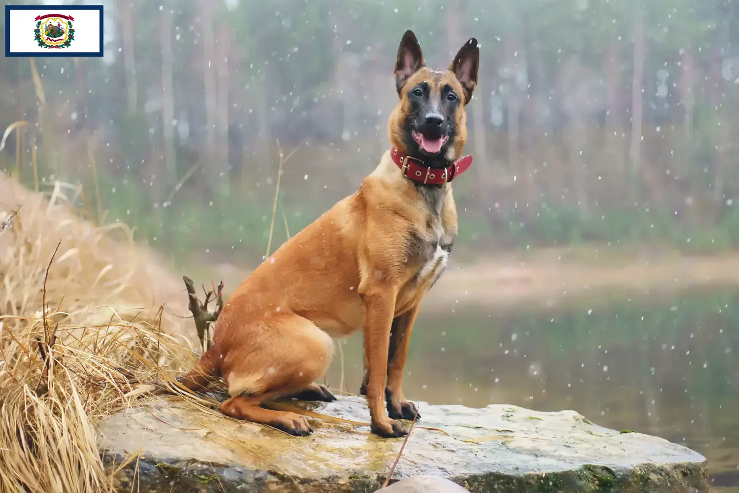 Belgian Shepherd puppies and breeders West Virginia Find Belgian Shepherd Dog breeders in West Virginia.