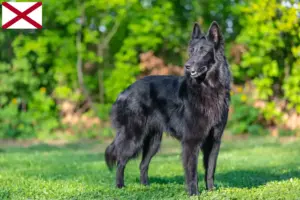 Read more about the article Belgian Shepherd Dog Breeder and Puppies in Alabama