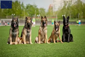 Read more about the article Belgian Shepherd breeders and puppies in Alaska