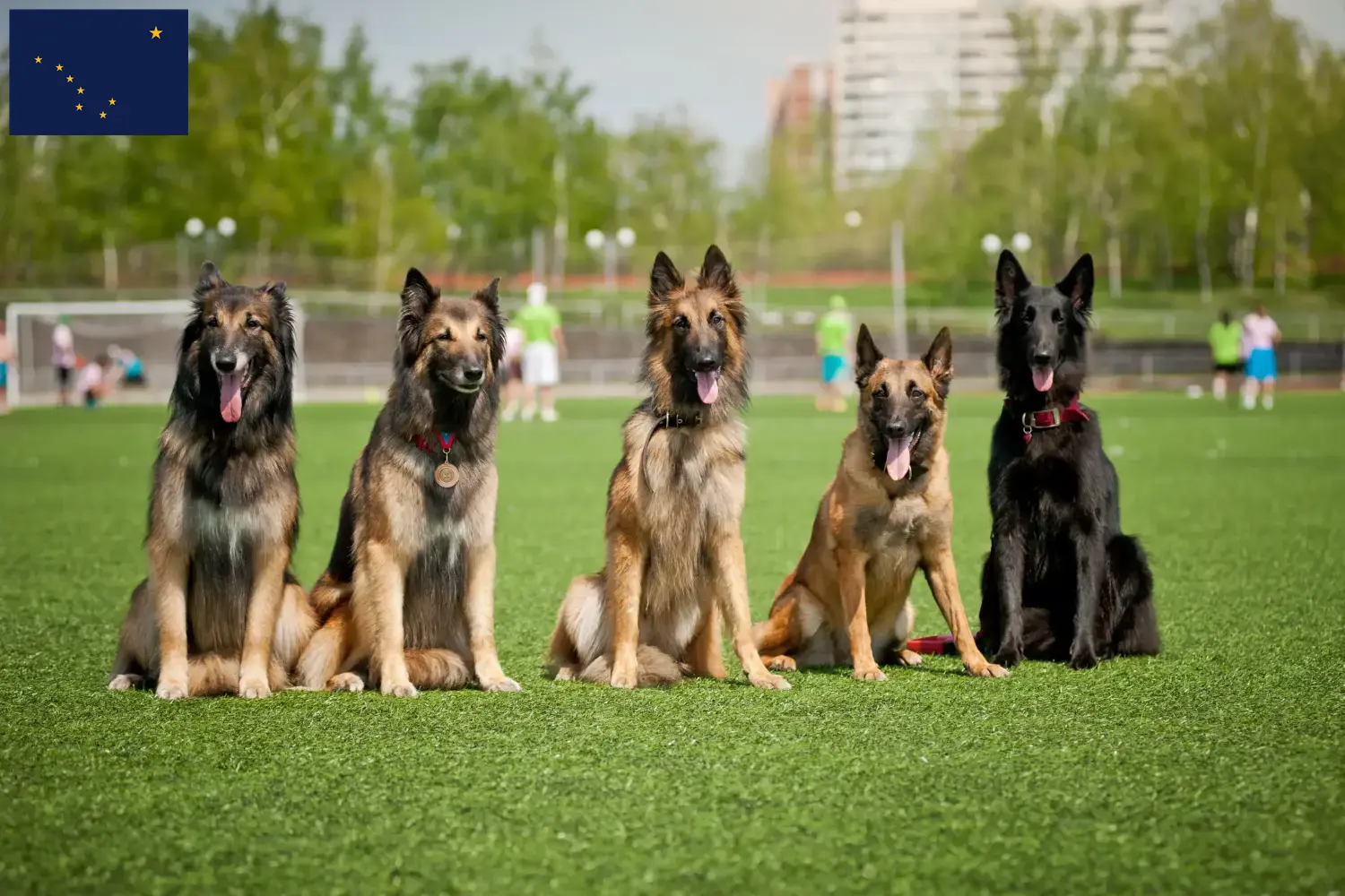 Belgian Shepherd puppies and breeders Alaska Find Belgian Shepherd Dog breeders in Alaska.