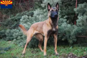 Read more about the article Belgian Shepherd breeders and puppies in Arizona