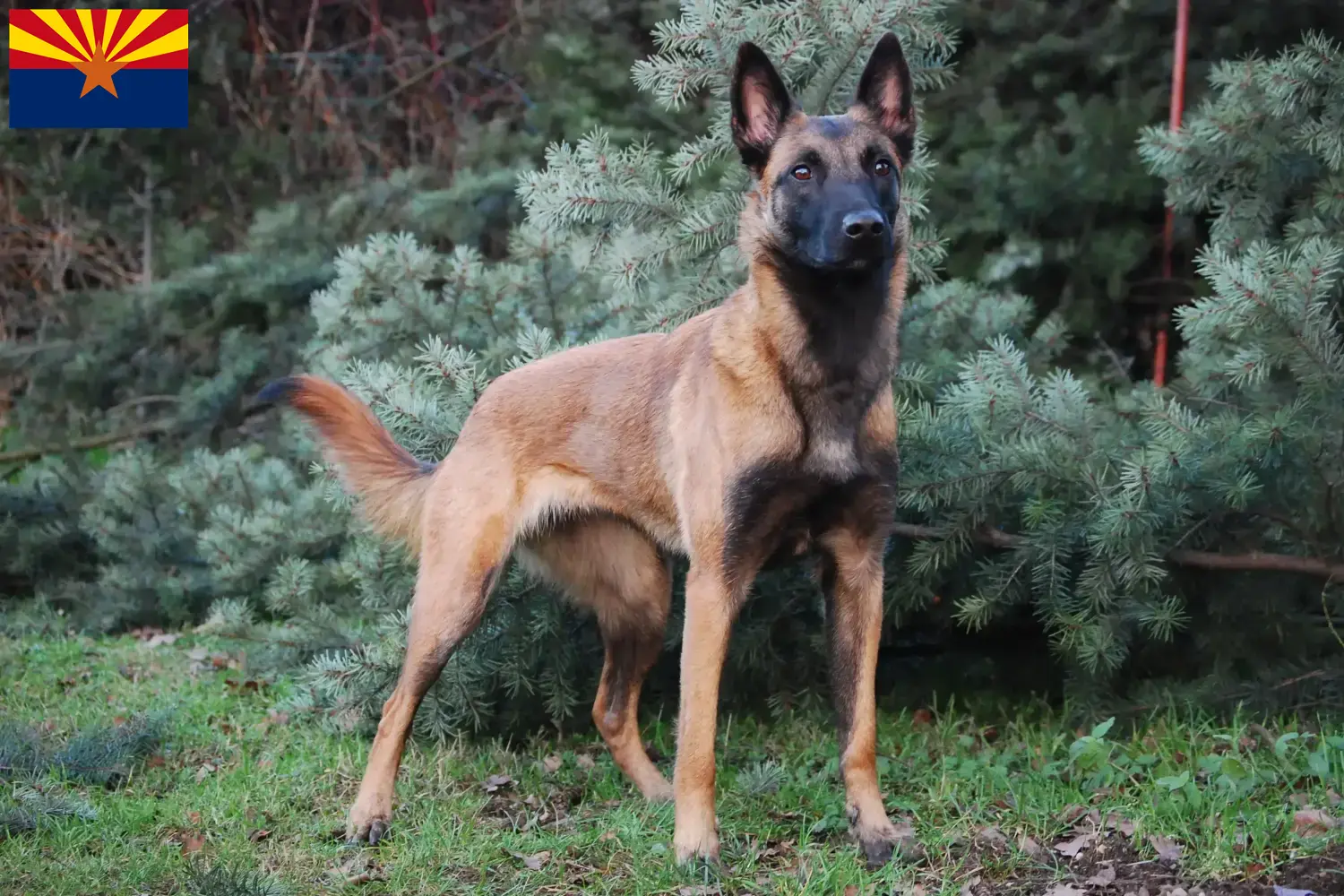 Belgian Shepherd Puppies and Breeder Arizona Find Belgian Shepherd Dog breeders in Arizona.