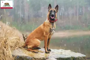 Read more about the article Belgian Shepherd Dog Breeder and Puppies in California