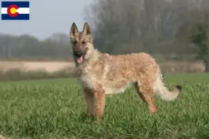 Read more about the article Belgian Shepherd breeders and puppies in Colorado