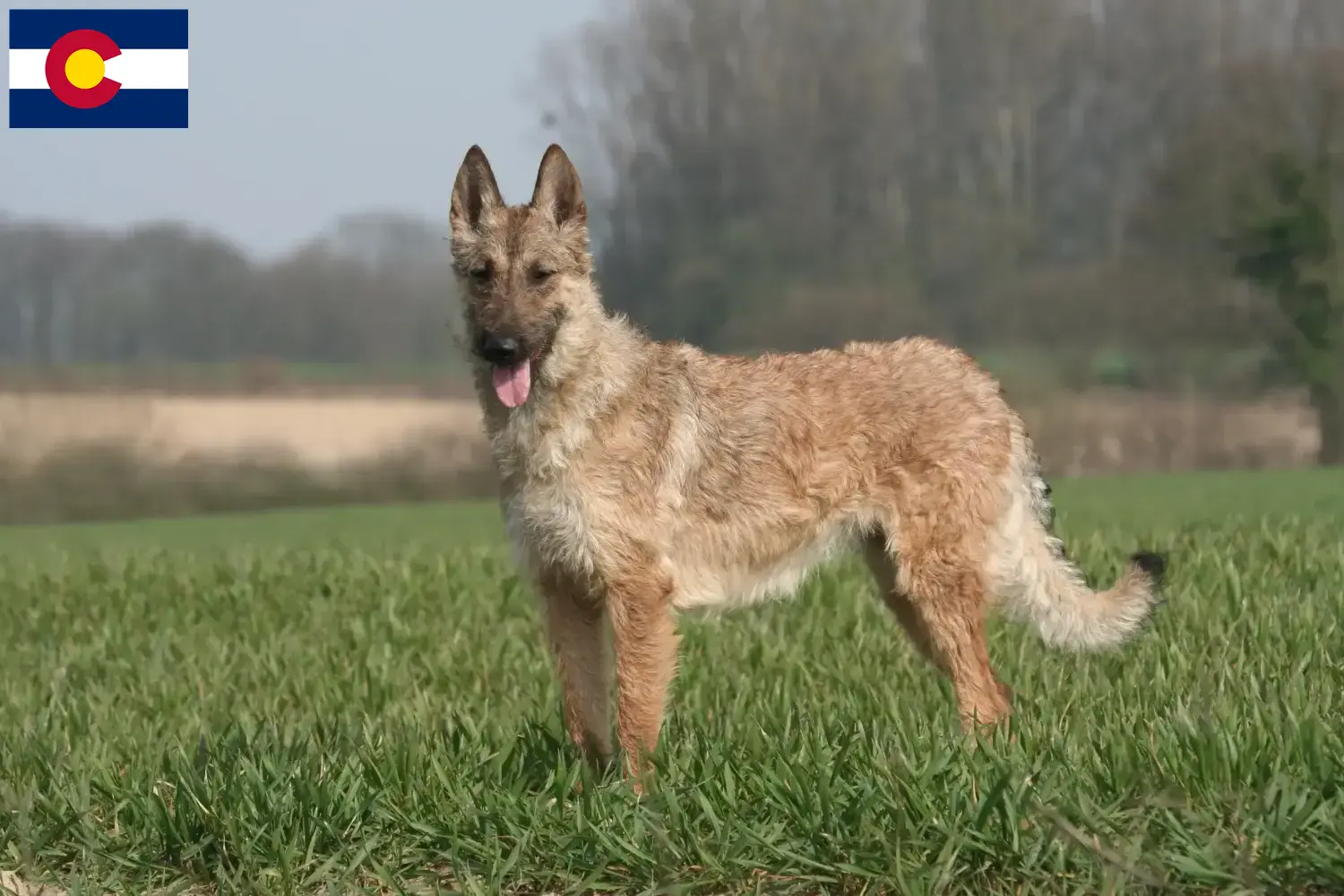 Read more about the article Belgian Shepherd breeders and puppies in Colorado