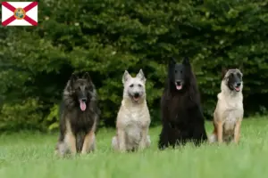 Read more about the article Belgian Shepherd Dog Breeder and Puppies in Florida