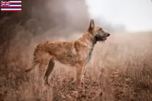 Read more about the article Belgian Shepherd breeders and puppies in Hawaii
