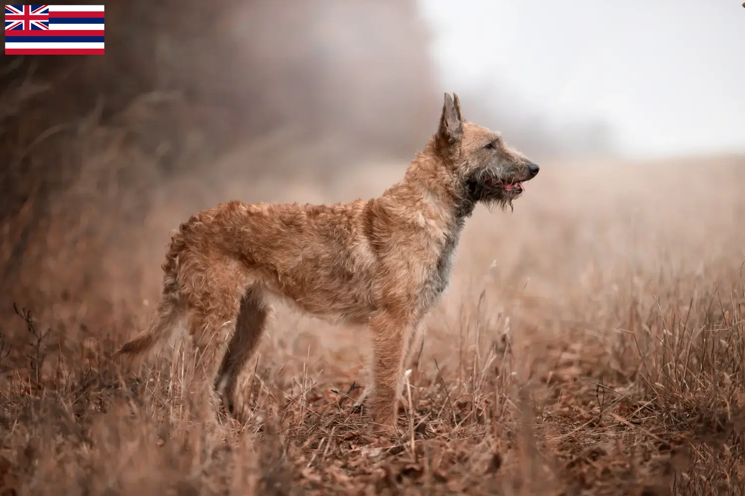 Belgian Shepherd puppies and breeders Hawaii Find Belgian Shepherd Dog breeders in Hawaii.