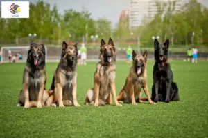 Read more about the article Belgian Shepherd breeders and puppies in Illinois