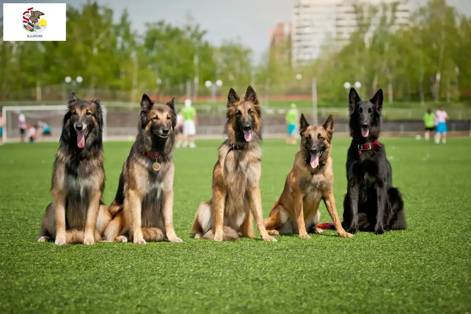 Belgian Shepherd puppies and breeders Illinois Find Belgian Shepherd Dog breeders in Illinois.