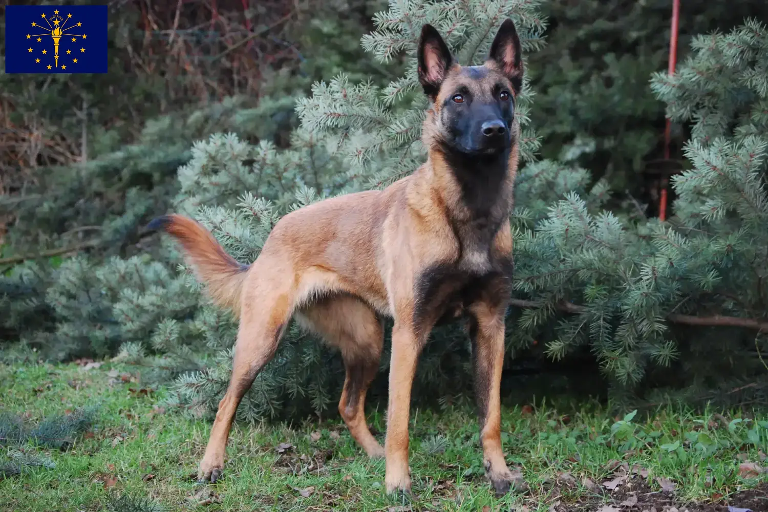 Belgian Shepherd Puppies and Breeder Indiana Find Belgian Shepherd Dog breeders in Indiana.