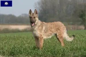 Read more about the article Belgian Shepherd breeders and puppies in Kentucky