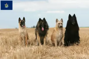 Read more about the article Belgian Shepherd breeders and puppies in Maine