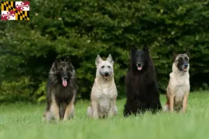Read more about the article Belgian Shepherd Dog Breeder and Puppies in Maryland