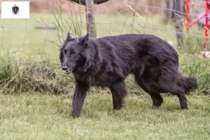 Read more about the article Belgian Shepherd breeders and puppies in Massachusetts
