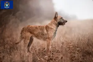Read more about the article Belgian Shepherd Dog Breeder and Puppies in Michigan