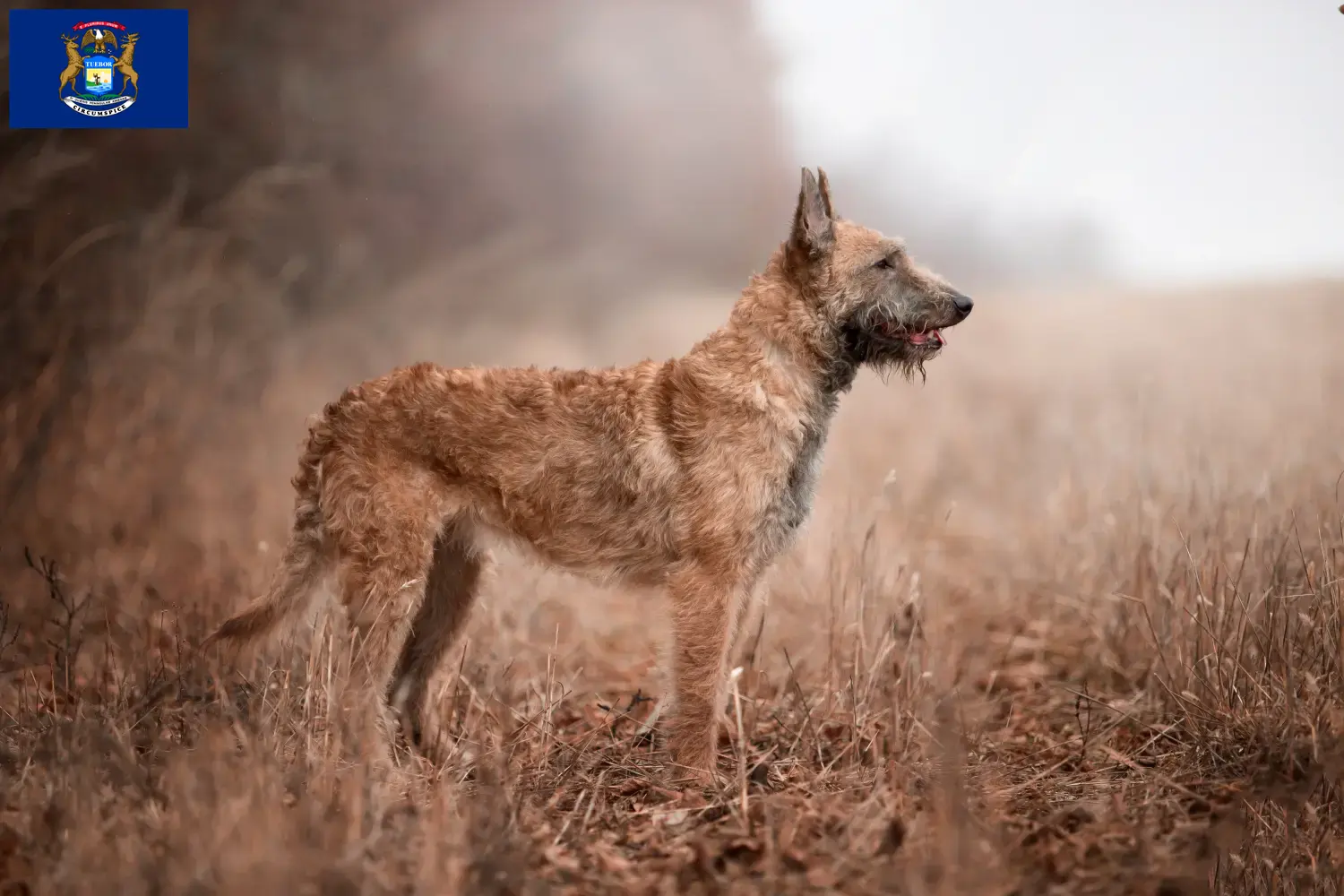 Belgian Shepherd puppies and breeders Michigan Find Belgian Shepherd Dog breeders in Michigan.