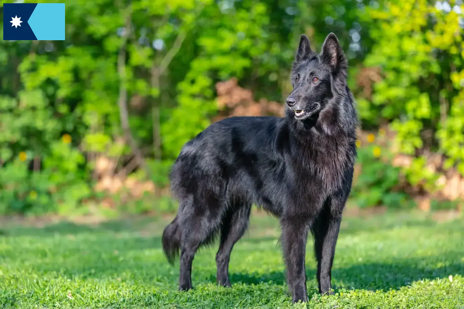 Belgian Shepherd puppies and breeders Minnesota Find Belgian Shepherd Dog breeders in Minnesota.