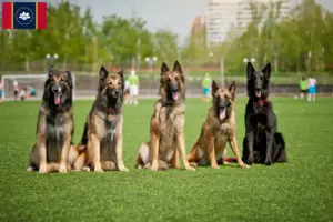 Read more about the article Belgian Shepherd breeders and puppies in Mississippi