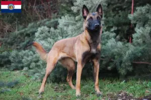 Read more about the article Belgian Shepherd breeders and puppies in Missouri