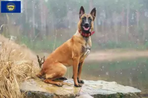 Read more about the article Belgian Shepherd breeders and puppies in Nebraska