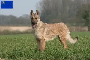 Read more about the article Belgian Shepherd Dog Breeder and Puppies in Nevada