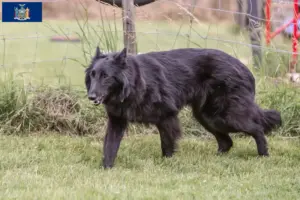 Read more about the article Belgian Shepherd Dog Breeder and Puppies in New York
