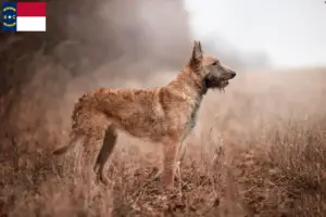 Read more about the article Belgian Shepherd Dog Breeder and Puppies in North Carolina