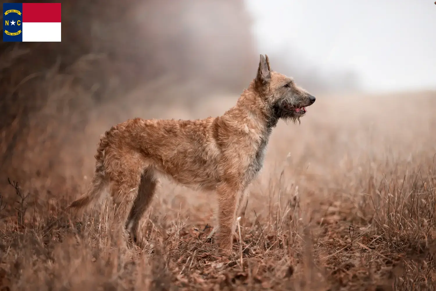 Belgian Shepherd puppies and breeders North Carolina Find Belgian Shepherd Dog breeders in North Carolina.