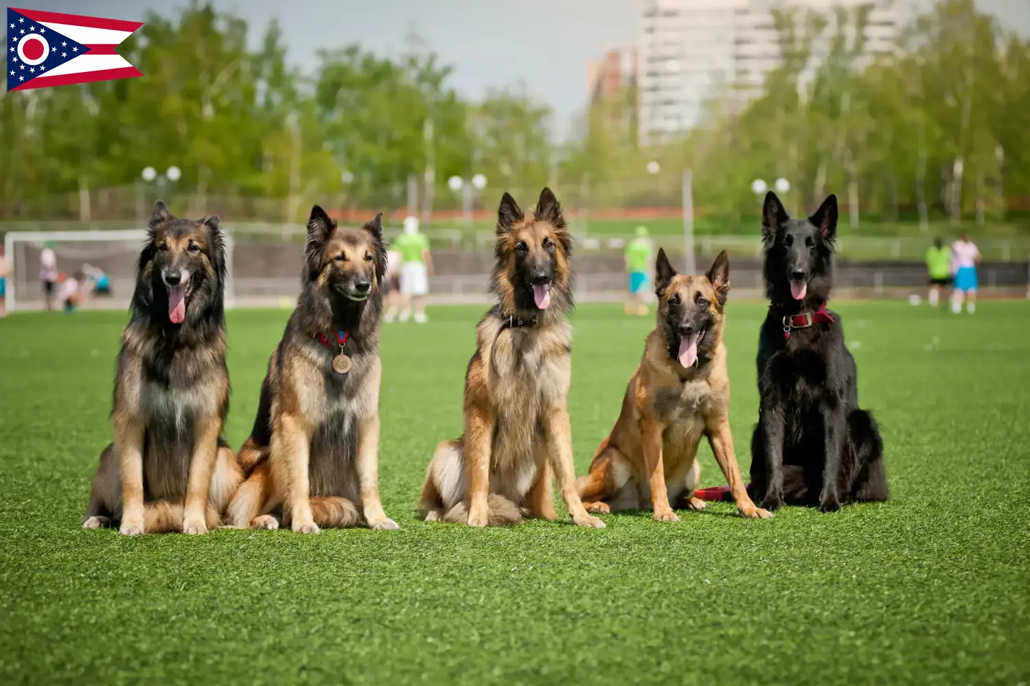 Belgian Shepherd puppies and breeders Ohio Find Belgian Shepherd Dog breeders in Ohio.