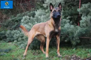Read more about the article Belgian Shepherd breeders and puppies in Oklahoma