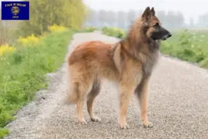 Read more about the article Belgian Shepherd breeders and puppies in Oregon