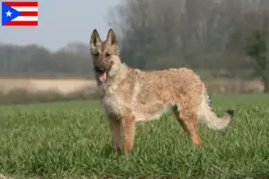 Read more about the article Belgian Shepherd breeders and puppies in Puerto Rico