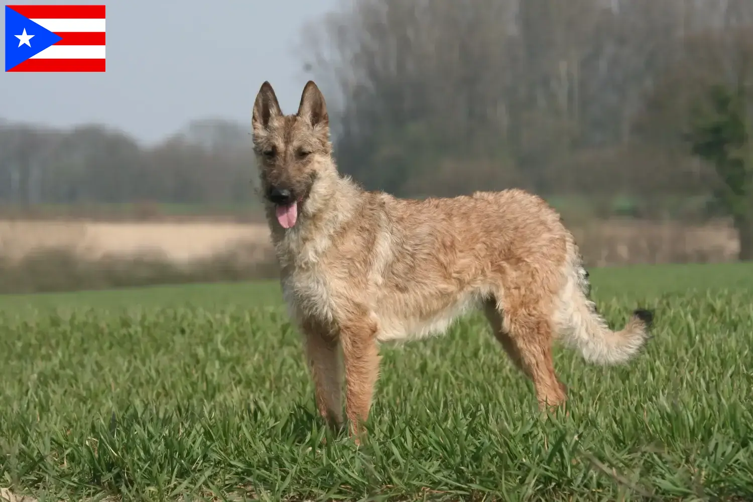 Belgian Shepherd puppies and breeders Puerto Rico Find Belgian Shepherd Dog breeders in Puerto Rico.