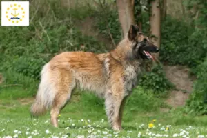 Read more about the article Belgian Shepherd Dog Breeder and Puppies in Rhode Island
