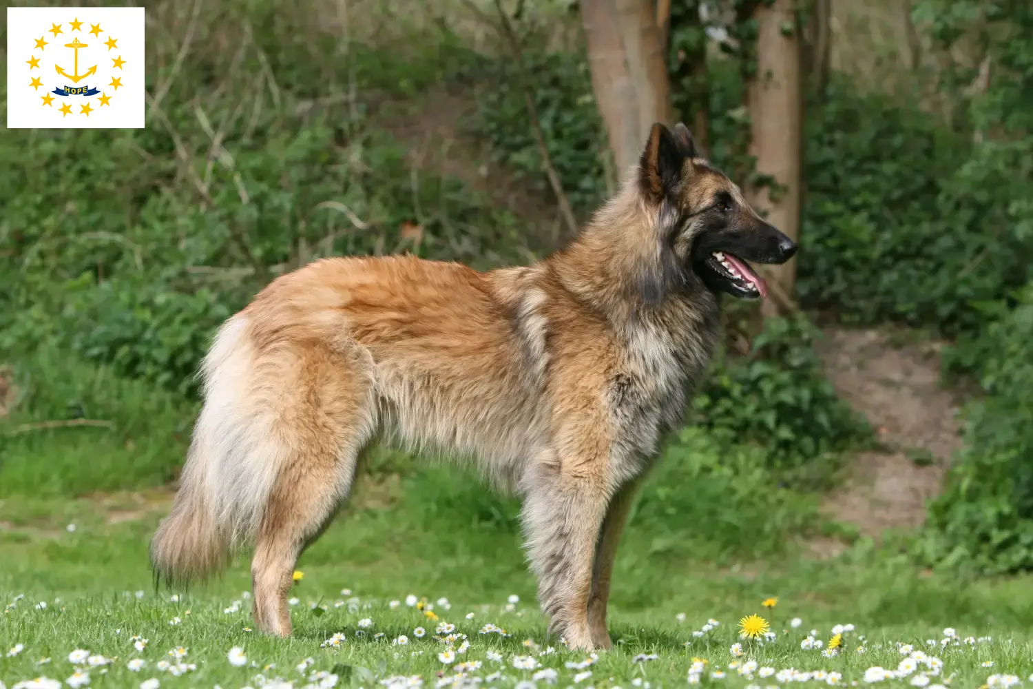 Belgian Shepherd puppies and breeders Rhode Island Find Belgian Shepherd Dog breeders in Rhode Island.