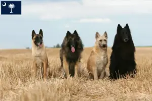 Read more about the article Belgian Shepherd breeders and puppies in South Carolina
