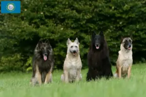 Read more about the article Belgian Shepherd breeders and puppies in South Dakota