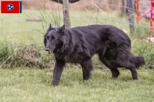 Read more about the article Belgian Shepherd Dog Breeder and Puppies in Tennessee