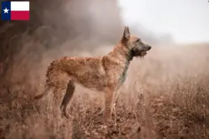 Read more about the article Belgian Shepherd Dog Breeder and Puppies in Texas