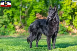 Read more about the article Belgian Shepherd breeders and puppies in Utah