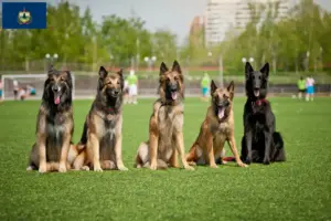 Read more about the article Belgian Shepherd breeders and puppies in Vermont