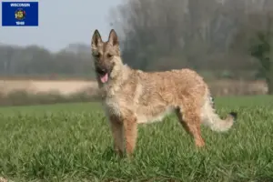 Read more about the article Belgian Shepherd breeders and puppies in Wisconsin