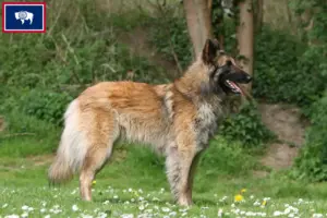 Read more about the article Belgian Shepherd breeders and puppies in Wyoming